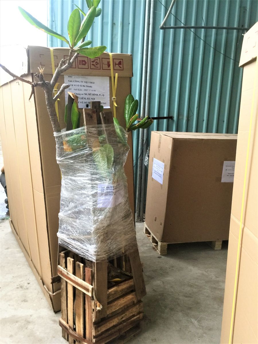 Vận chuyển cây cảnh đi xa an toàn