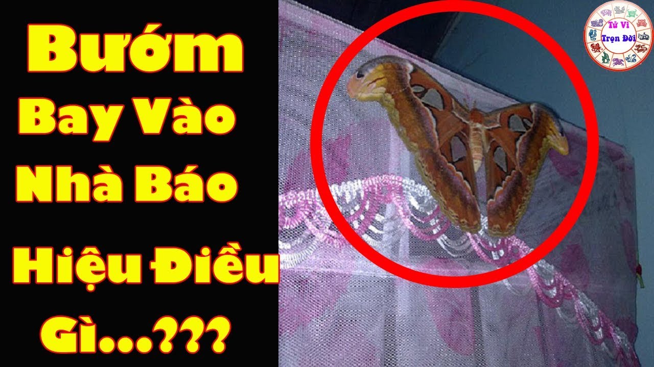 Bướm bay vào nhà là điềm tốt hay xấu