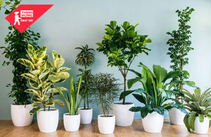 cách trồng cây phong thủy trong nhà
