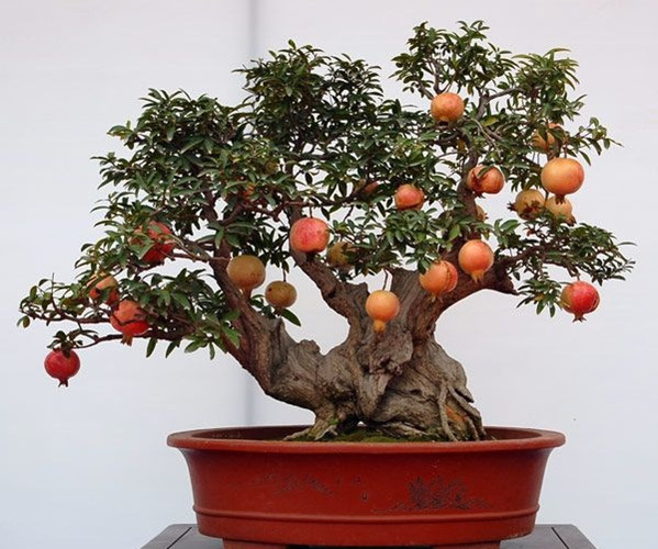 cây thạch lựu
