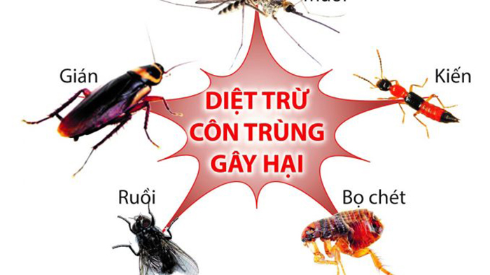 dịch vụ diệt côn trùng, phun muỗi diệt mối