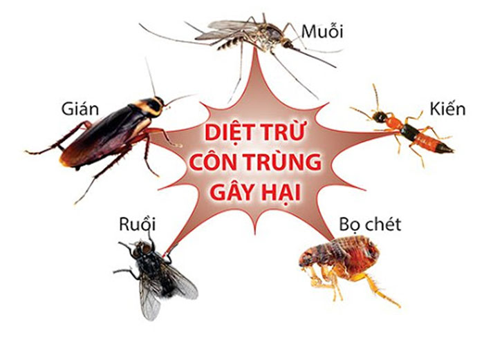 Cách diệt trừ mối - Kiến ba khoang hiệu quả